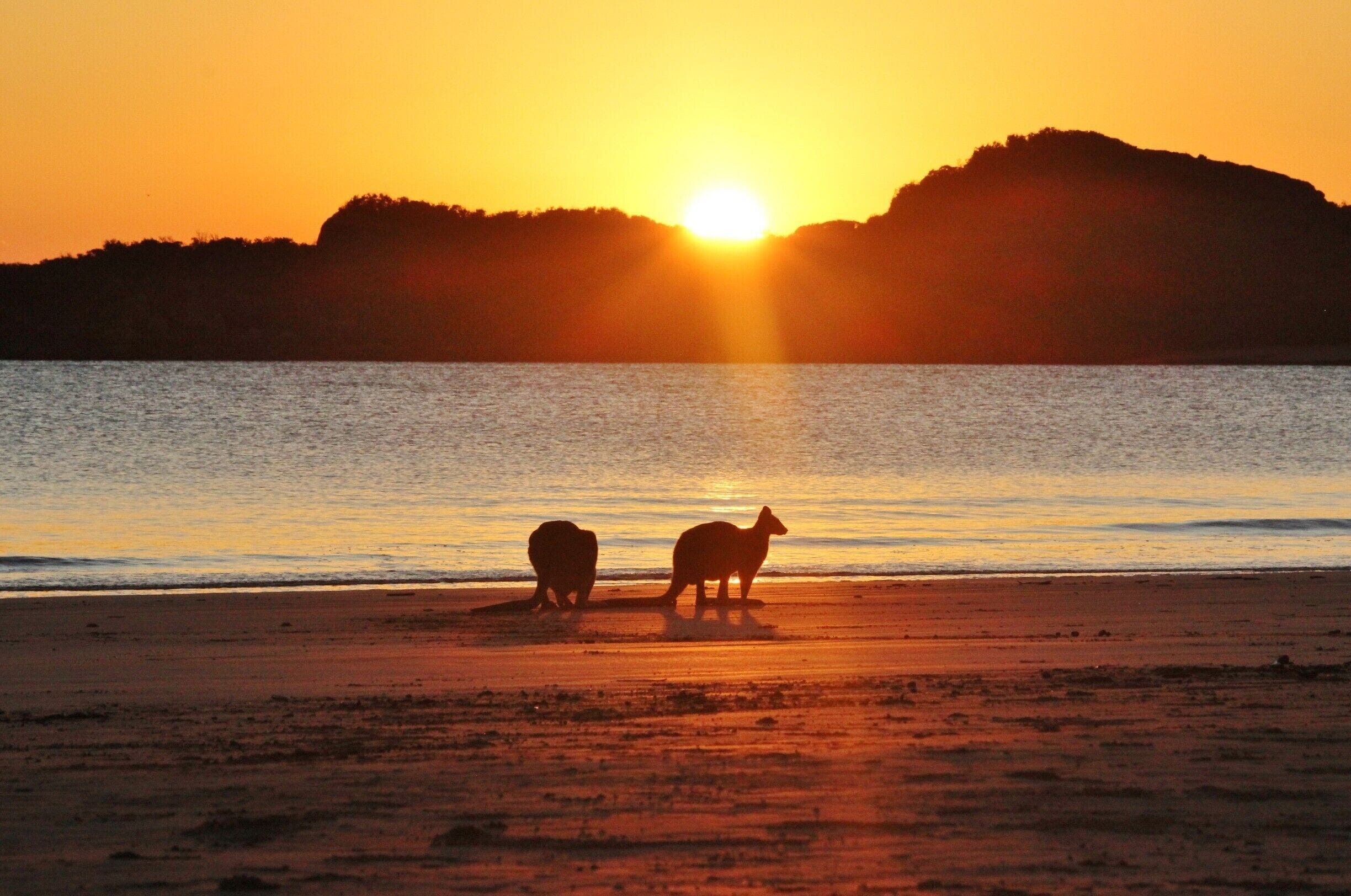 Wake up early when visiting Cape Hillsborough National Park to see the kangaroos graze on the beach at sunrise. They're not afraid of humans, but there can be a lot of people gathering, so make sure to get there early, before the sun has risen over the island. A zoom lens is also very useful!
#BeachBound