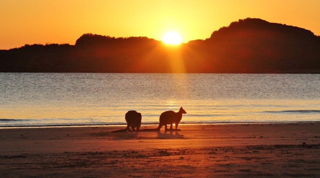 Wake up early when visiting Cape Hillsborough National Park to see the kangaroos graze on the beach at sunrise. They're not afraid of humans, but there can be a lot of people gathering, so make sure to get there early, before the sun has risen over the island. A zoom lens is also very useful!
#BeachBound