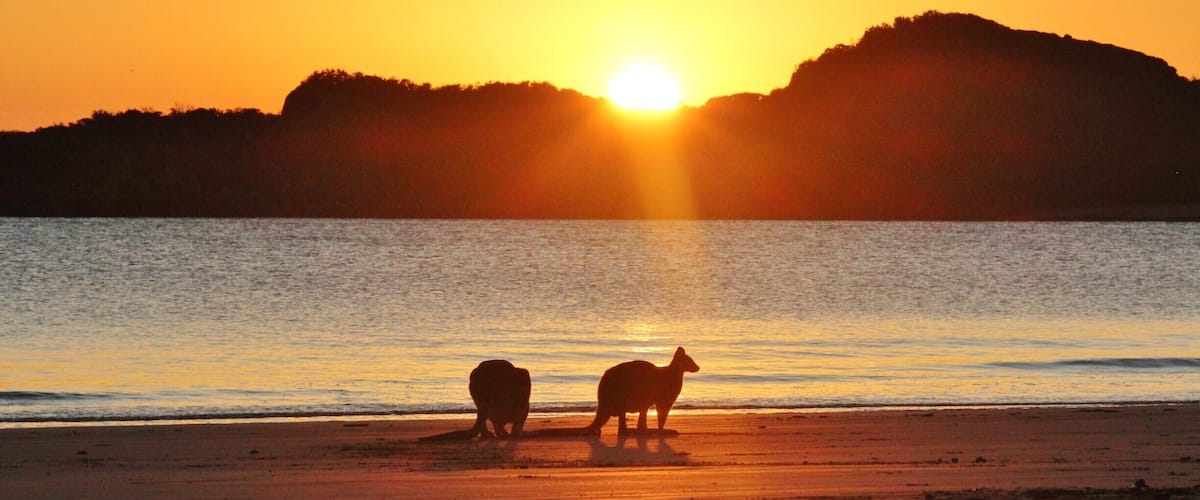 Wake up early when visiting Cape Hillsborough National Park to see the kangaroos graze on the beach at sunrise. They're not afraid of humans, but there can be a lot of people gathering, so make sure to get there early, before the sun has risen over the island. A zoom lens is also very useful!
#BeachBound