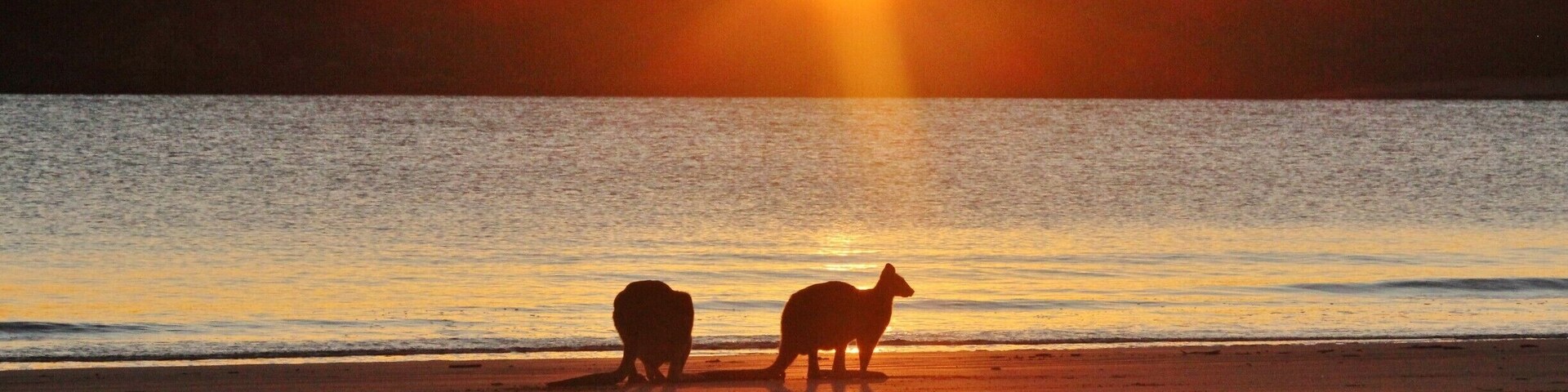 Wake up early when visiting Cape Hillsborough National Park to see the kangaroos graze on the beach at sunrise. They're not afraid of humans, but there can be a lot of people gathering, so make sure to get there early, before the sun has risen over the island. A zoom lens is also very useful!
#BeachBound