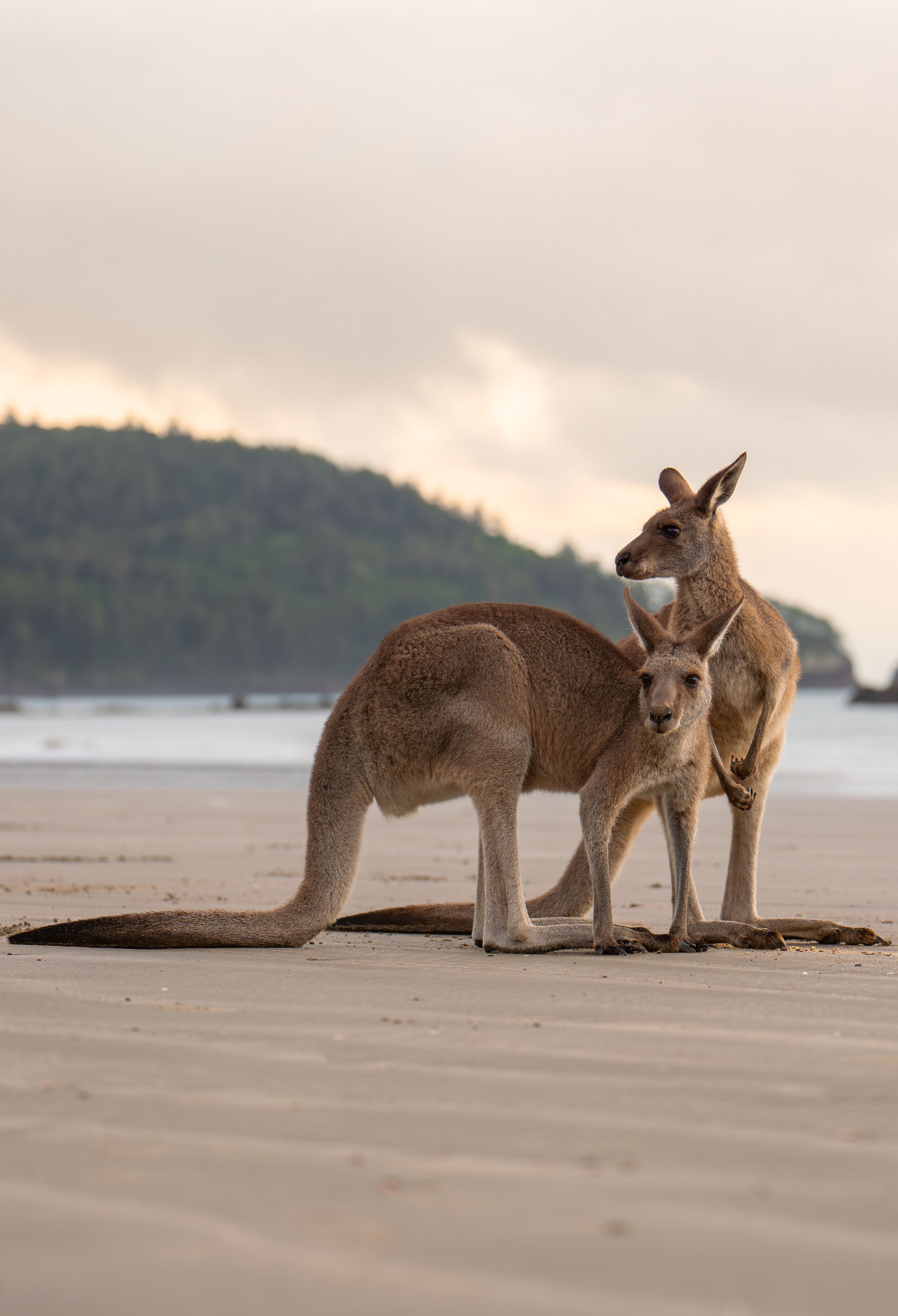 Cape Hillsborough