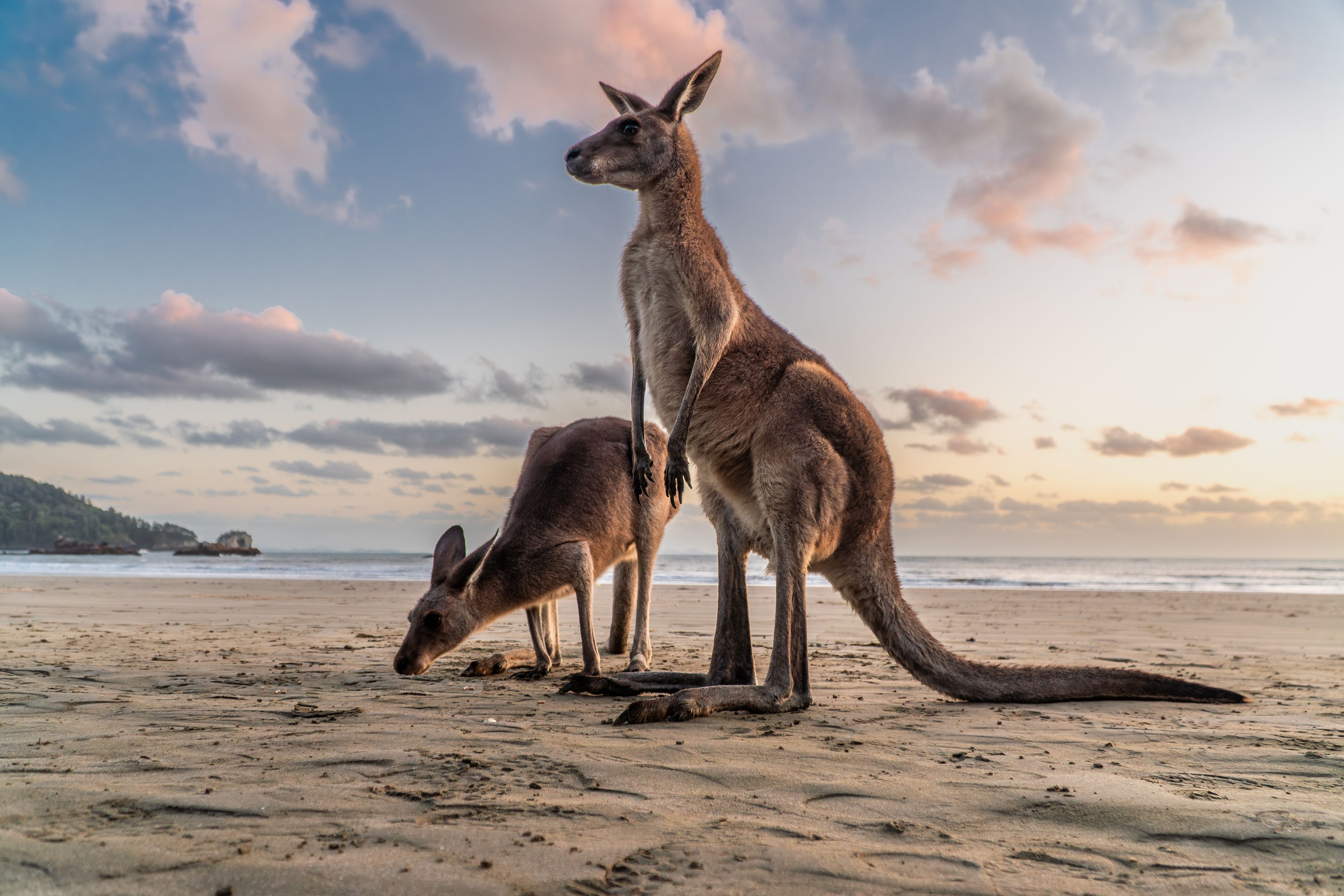 Cape Hillsborough