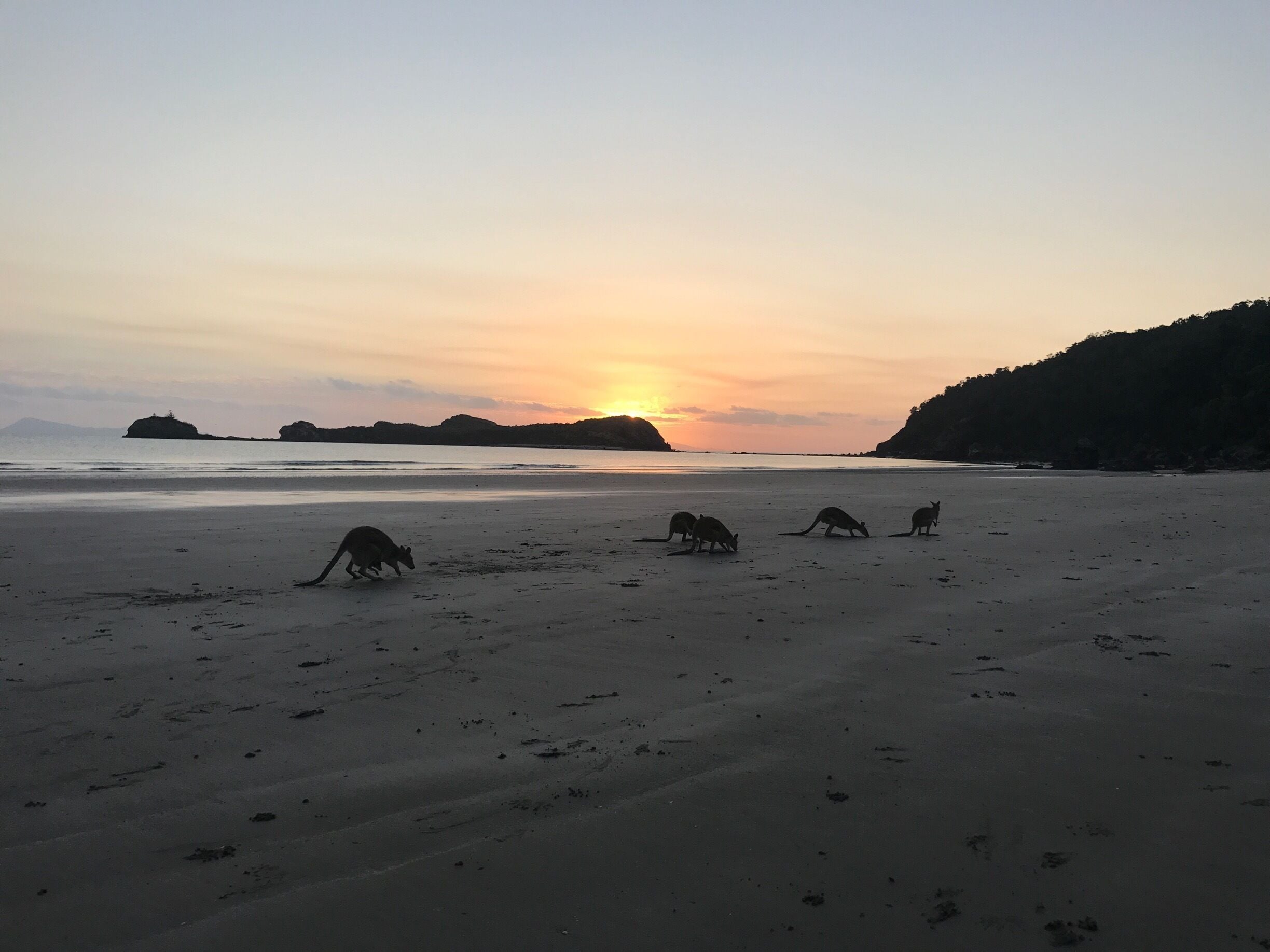 Wake up early and watch the kangaroos and wallabies have breakfast. 