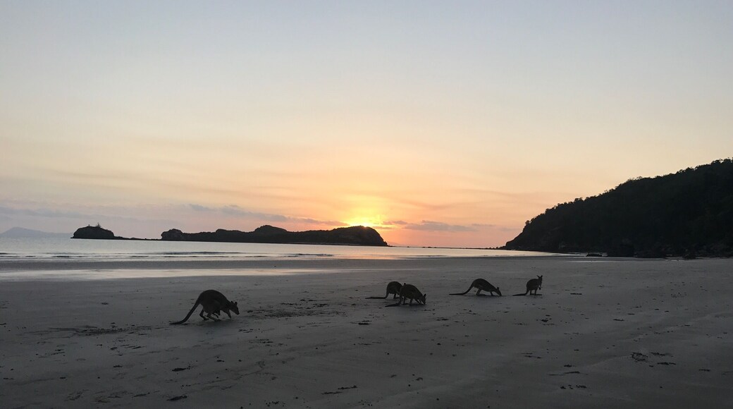 Wake up early and watch the kangaroos and wallabies have breakfast.