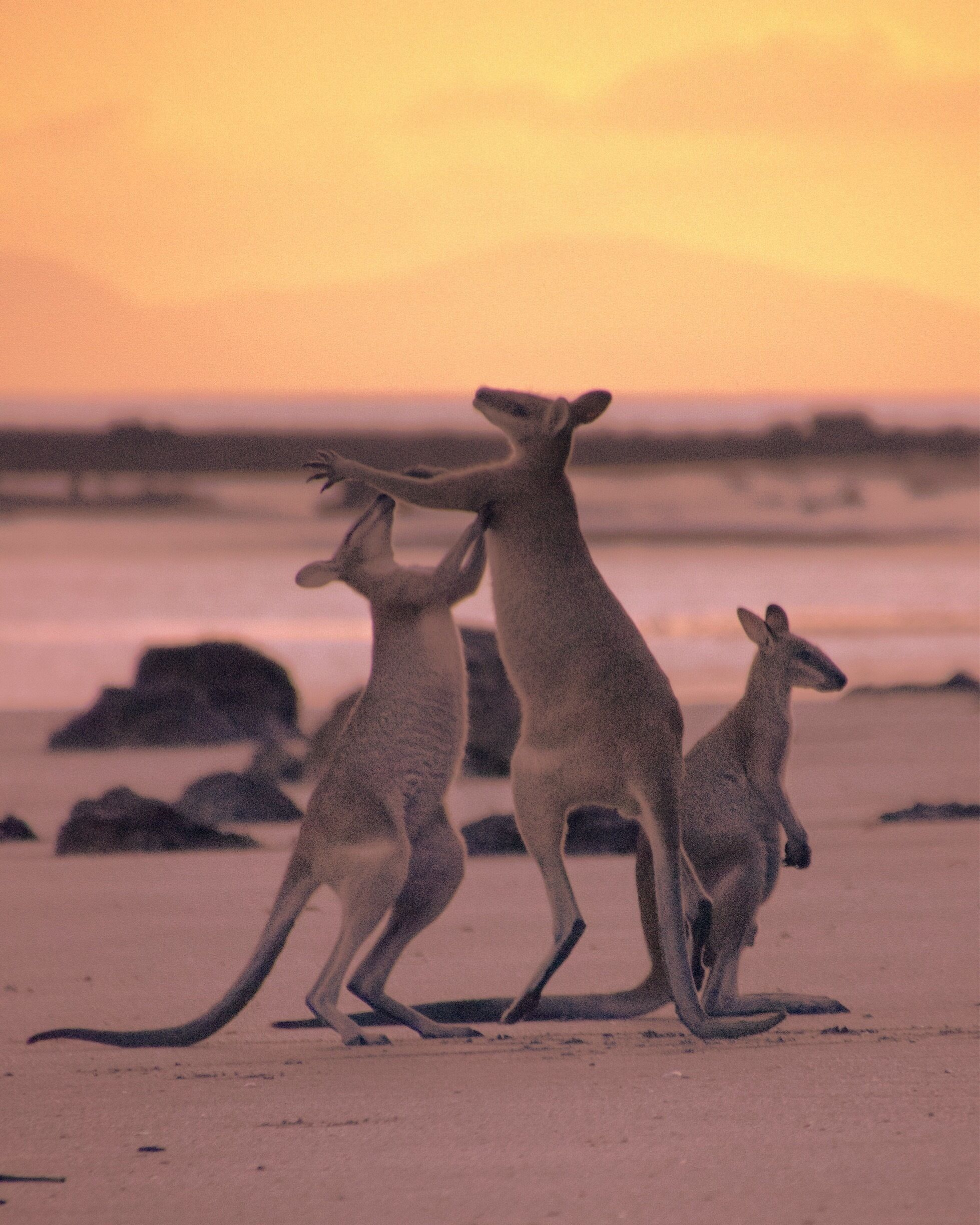Kangaroos on a beach with a sunset in the background.