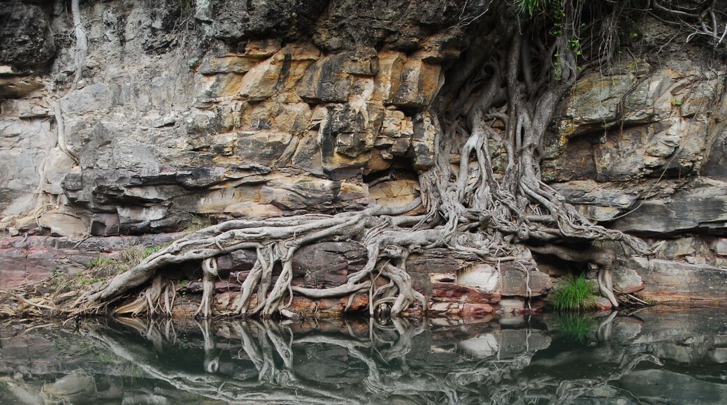 This was taken on the main walk that follows the river. This would be around an hour into the hike. You have to cross the stream, from memory, 21 times but it's not like what you see here, it's shallow and mostly involves rock hopping. I just love the way the figs put out their roots in bizarre places.