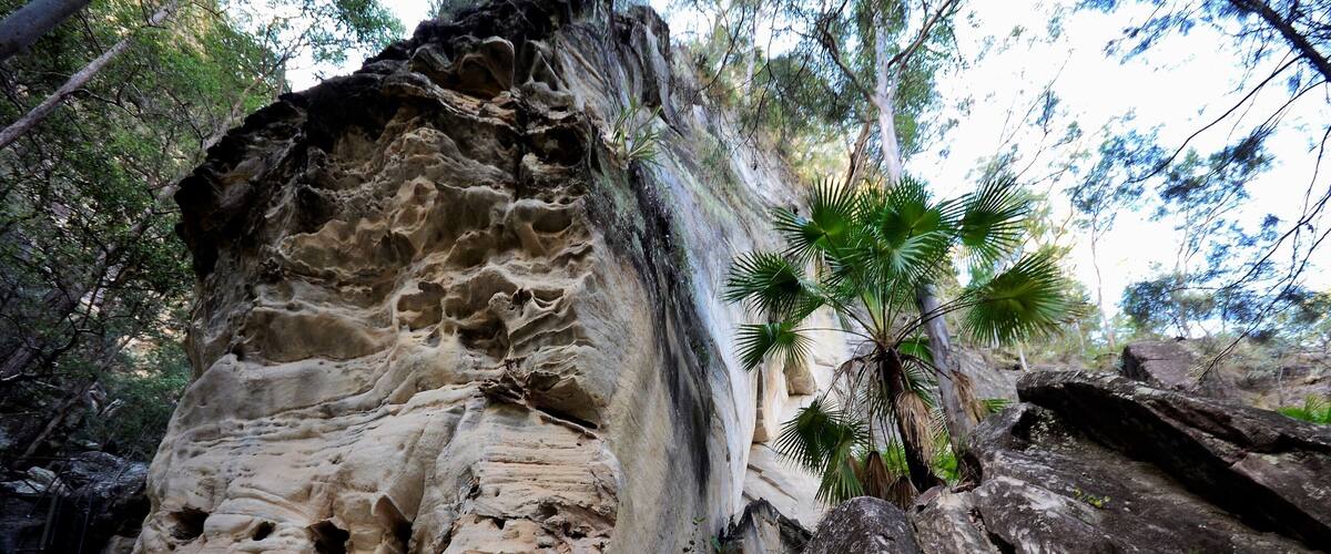 A karst landscape with a large limestone formation, a palm tree, and surrounding vegetation.