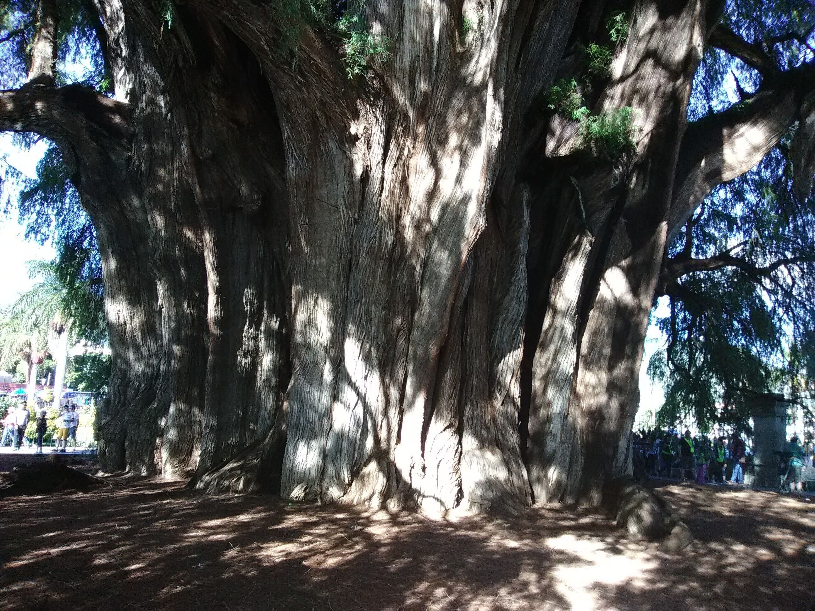 This is *one* tree. The Tree of Tule, Oaxaca, Mexico.