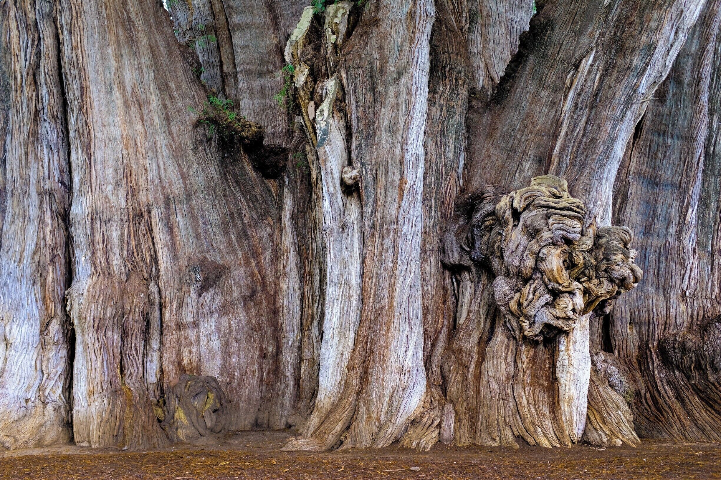 Introducing the world’s fattest tree 🌳

You’re welcome. Árbol del Tule is officially the world’s widest tree. //
Also Called the "Tree of Life" from the images of animals that are visible in the tree's gnarled trunk.