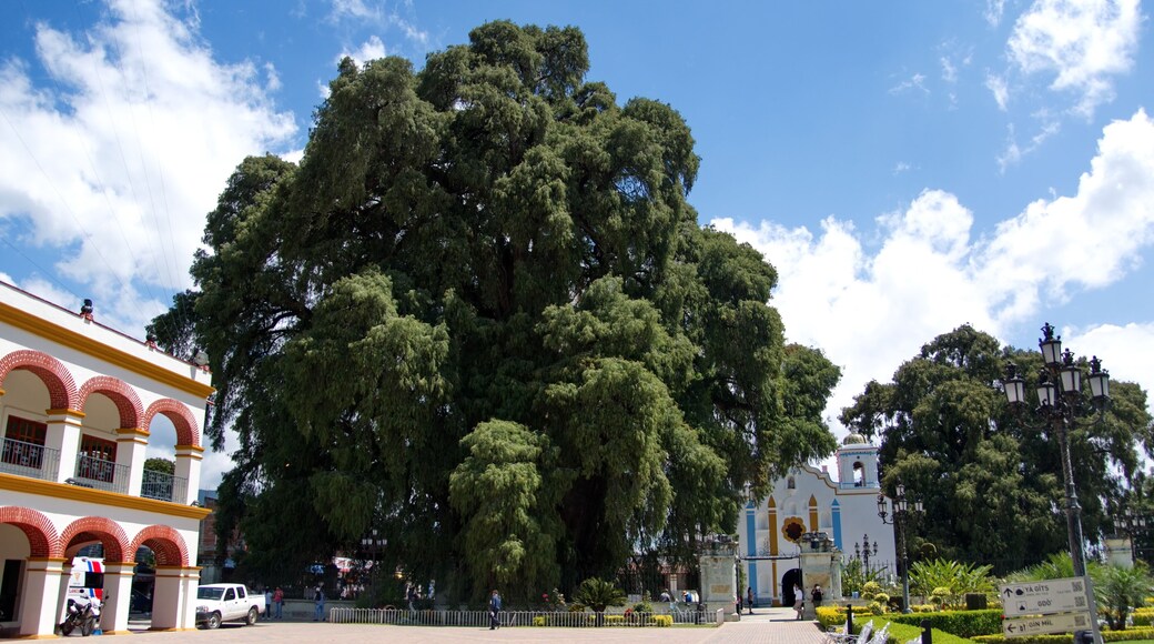 Santa Maria del Tule