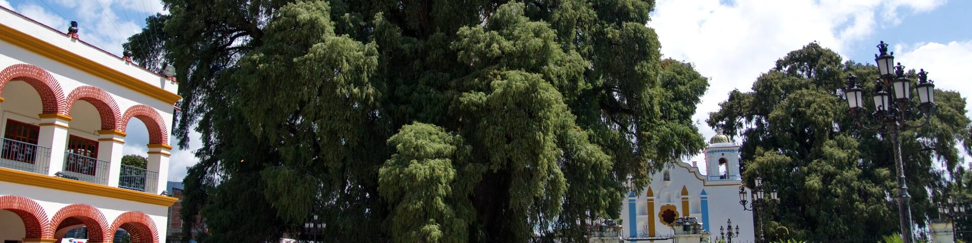 The Tule Tree in front of a small, colorful church, in Santa Maria del Tule, Oaxaca, Mexico