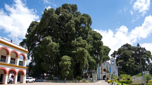 Santa María del Tule