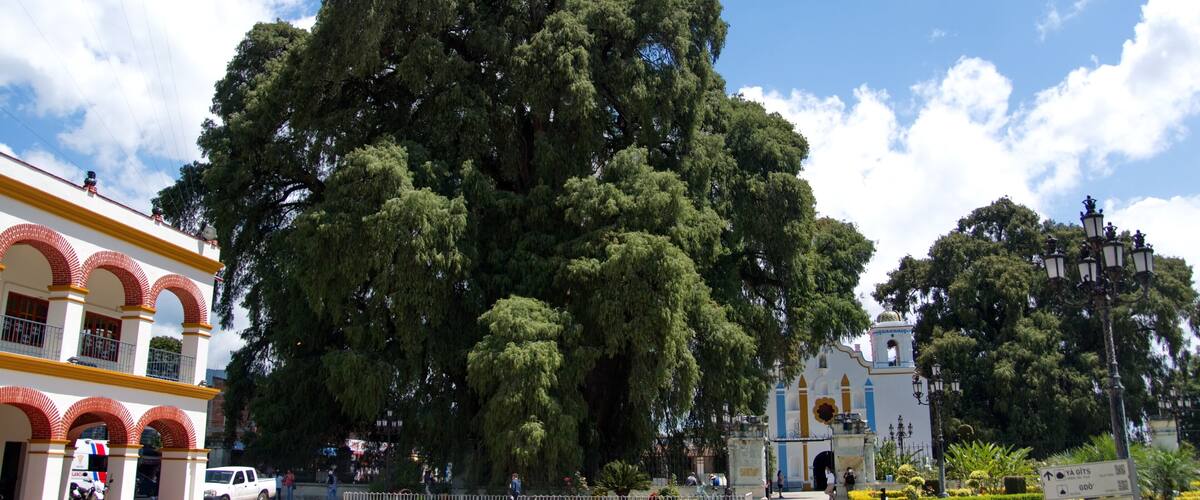 A large tree in front of a white building with red arches, a blue and white church, and a street with cars and people.
