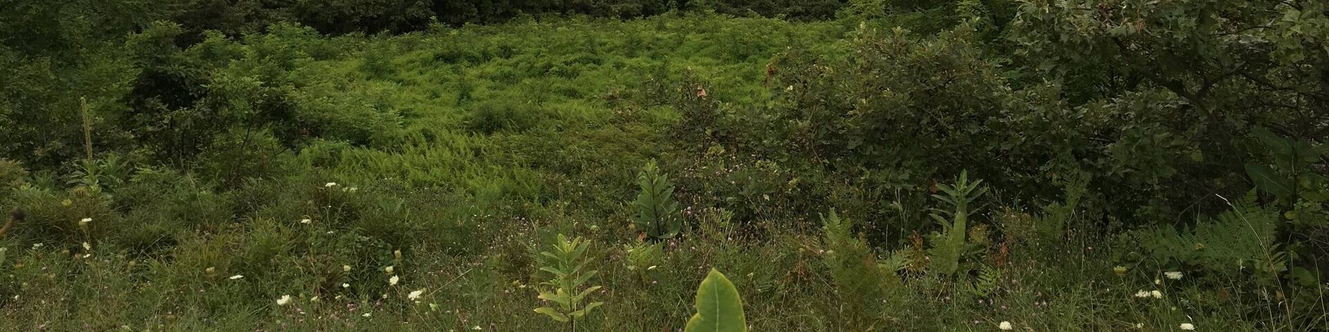 Riding on Skyline Drive Virginia!