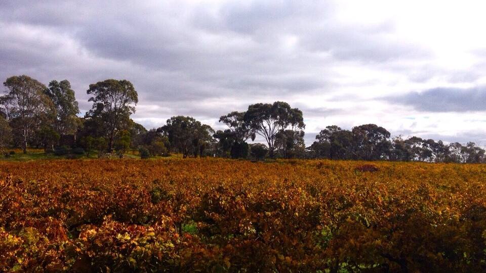 A vineyard with rows of grapevines under a cloudy sky.