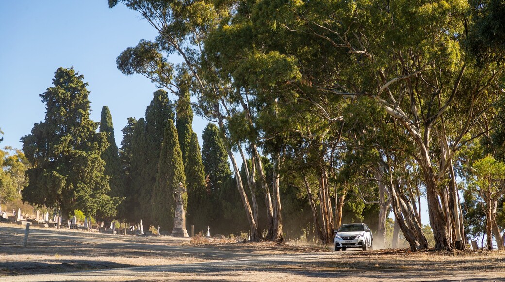 Sevenhill featuring tranquil scenes