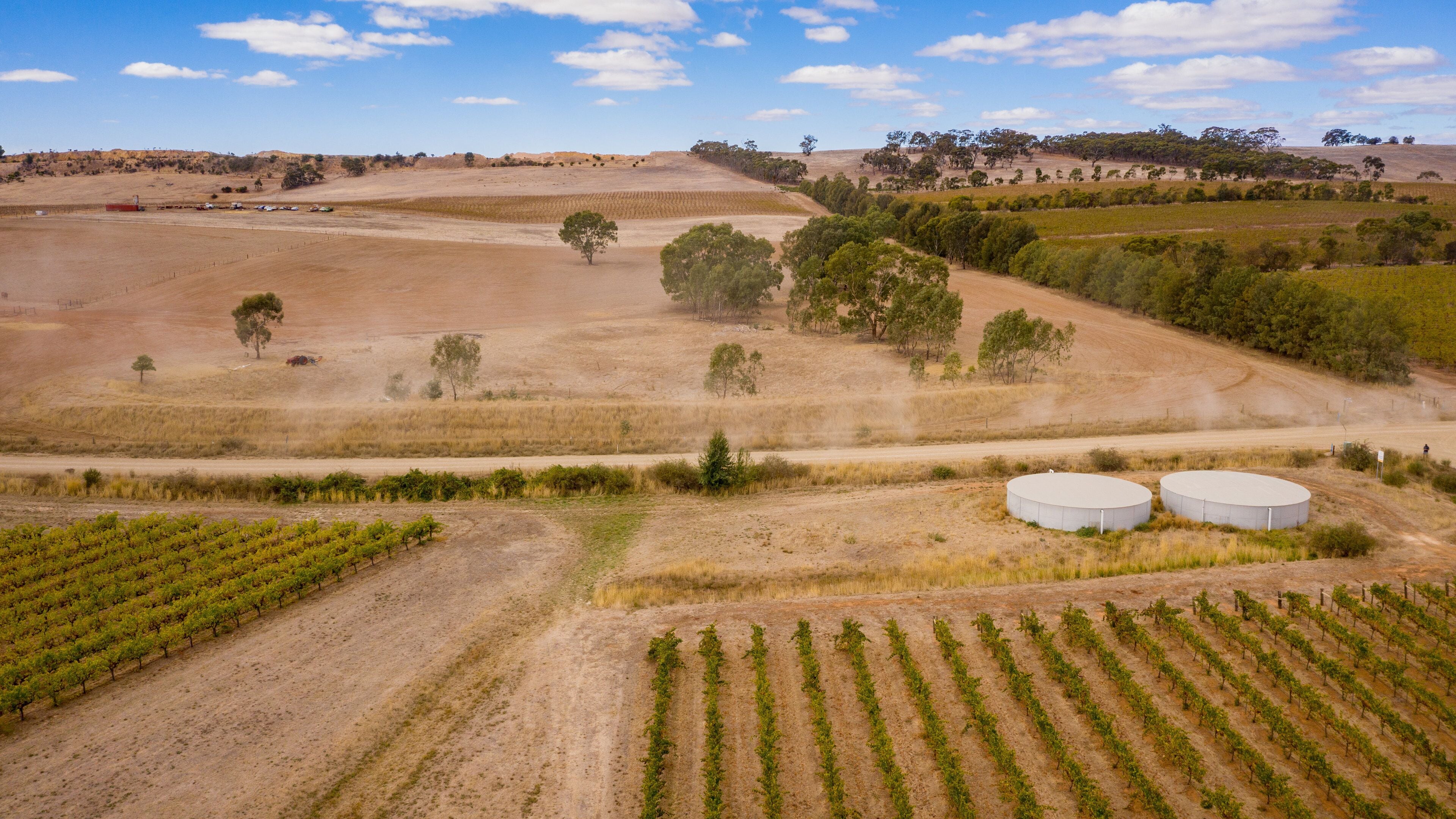 A vineyard with rows of grapevines, two large storage tanks, and a hilly landscape with sparse trees.