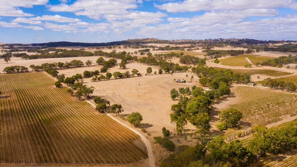 An aerial view of a vineyard with rows of grapevines, surrounded by trees and open fields.
