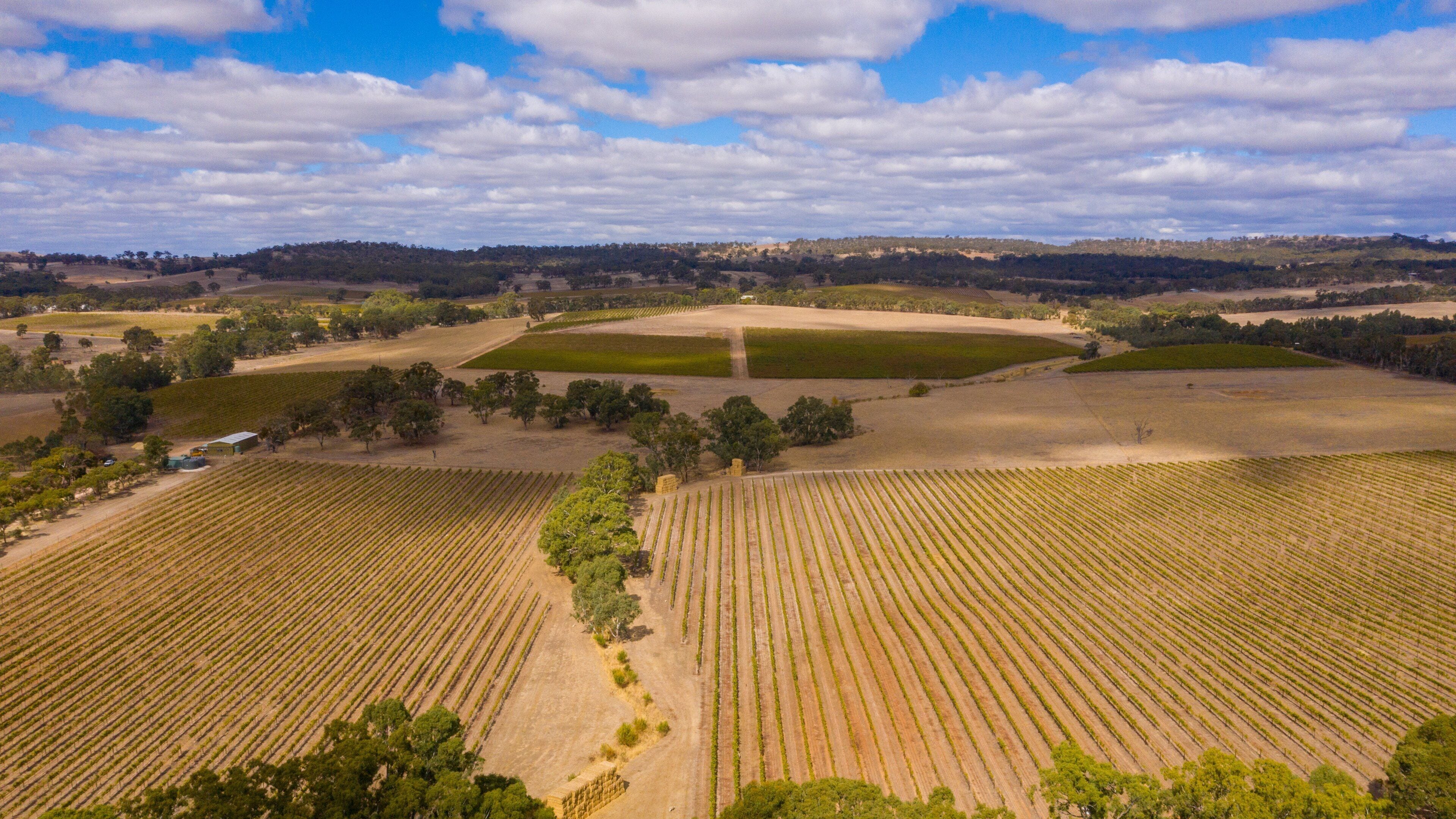 An aerial view of a vineyard with rows of grapevines, surrounded by open fields and a distant hill range under a partly cloudy sky.