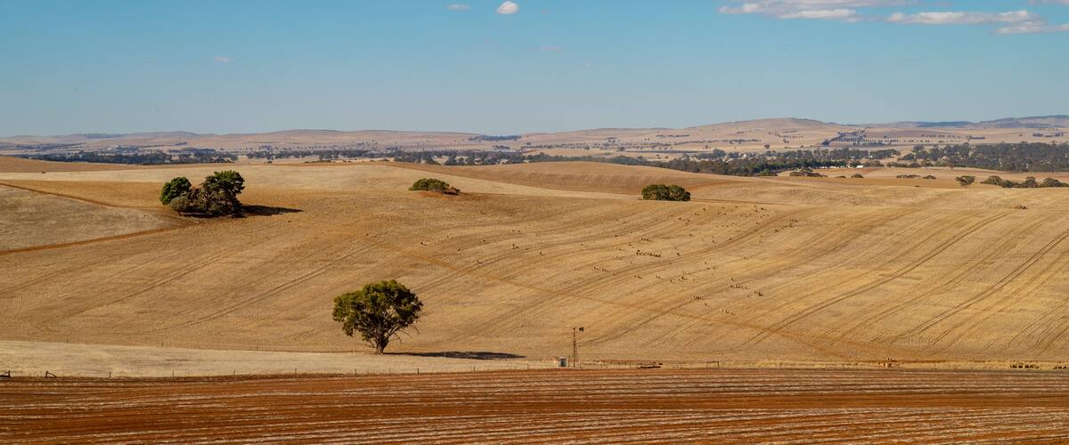 A vast agricultural landscape with rolling hills, sparse trees, and a clear blue sky.