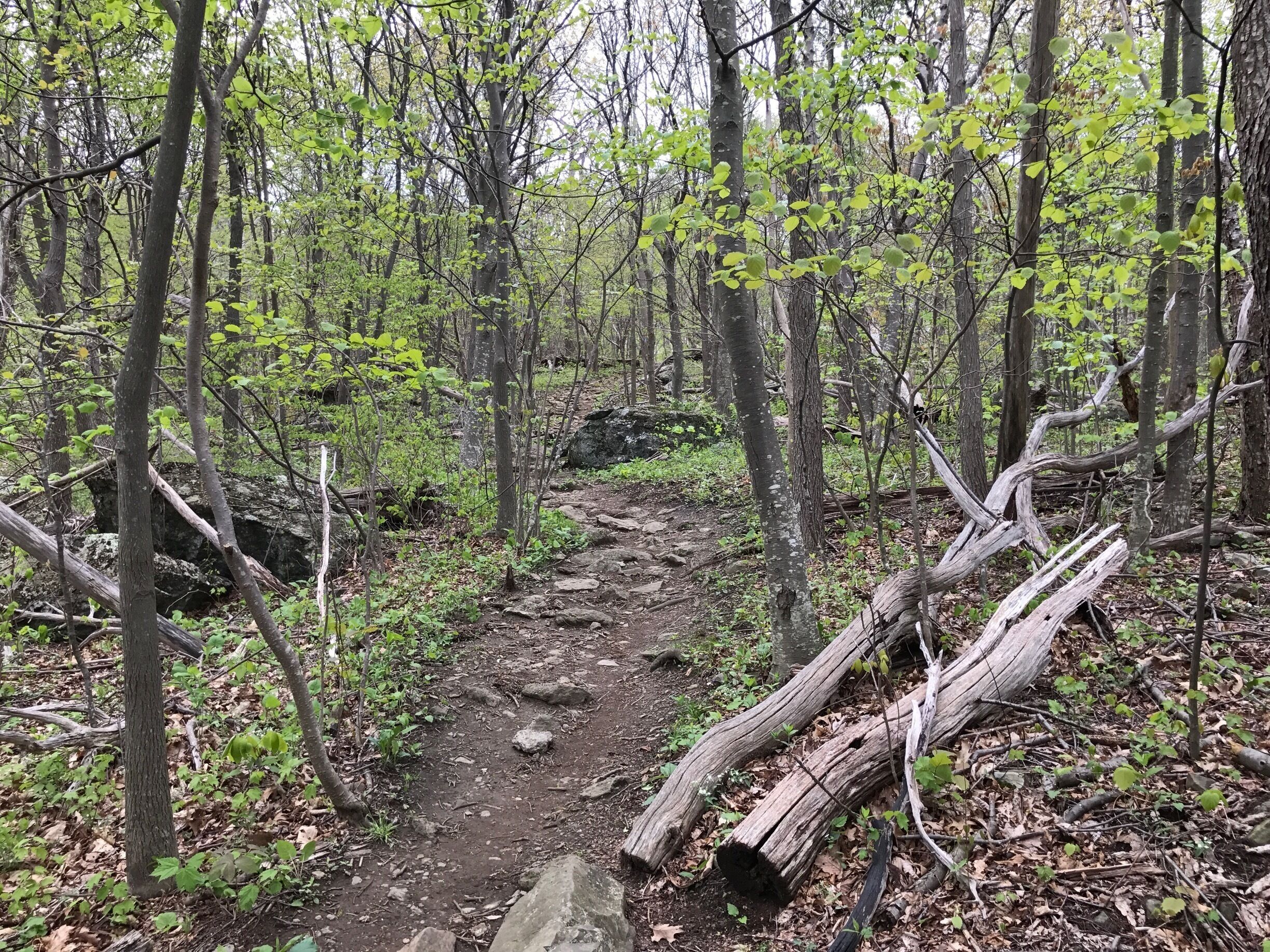 Hiking at Shenondoa National Park May 2017...