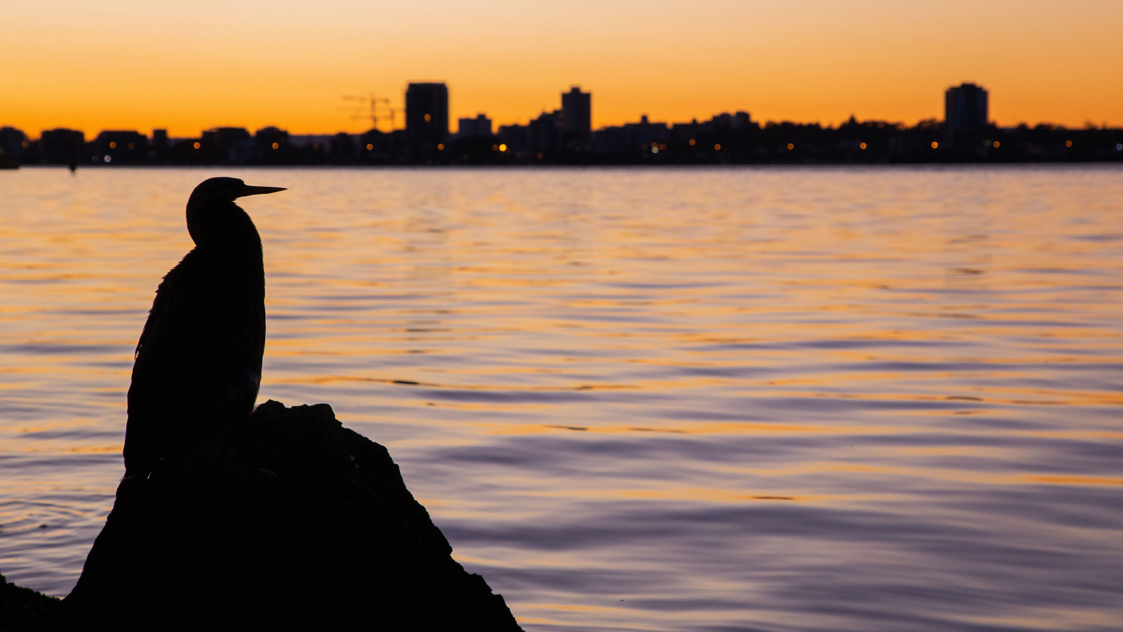 Crawley showing bird life, a sunset and a bay or harbor