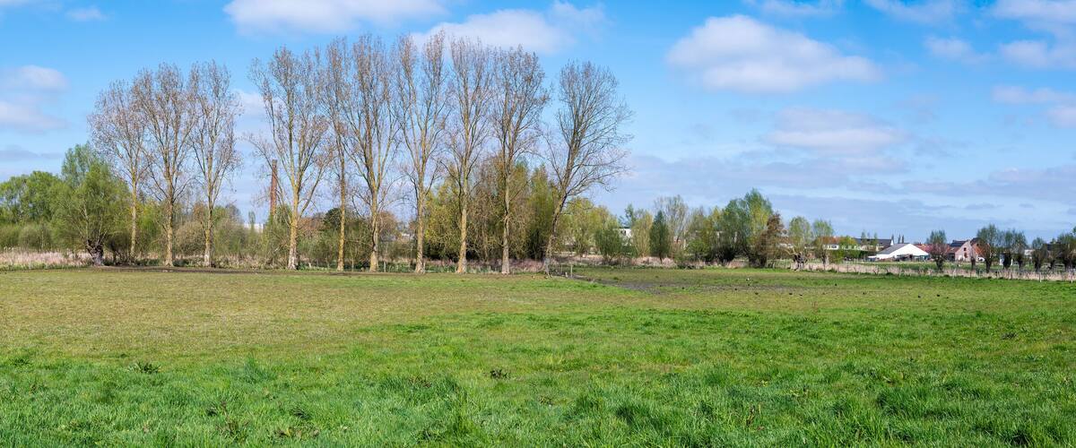 A grassy field with trees and houses in the background.