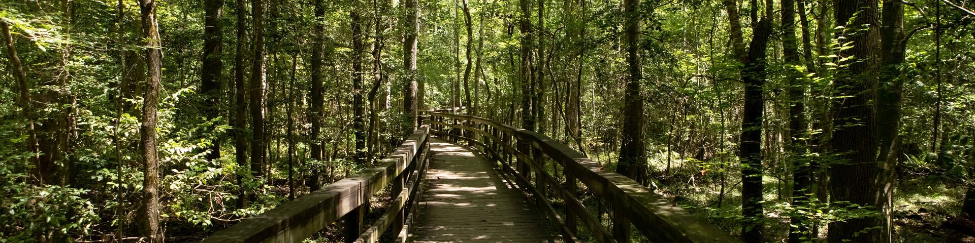 A wooden boardwalk through a dense forest with tall trees and sunlight filtering through the canopy.