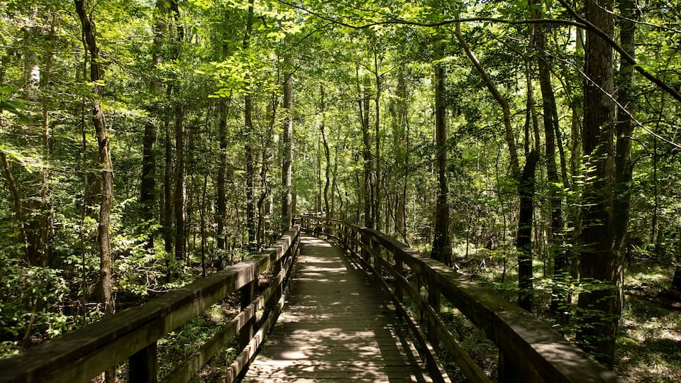 A wooden boardwalk through a dense forest with tall trees and sunlight filtering through the canopy.