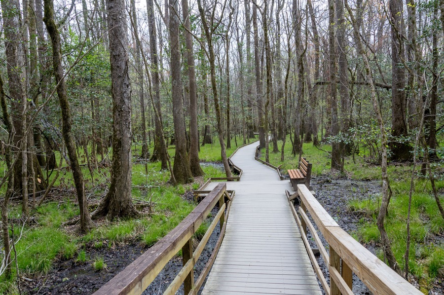 Boardwalk through the Woods