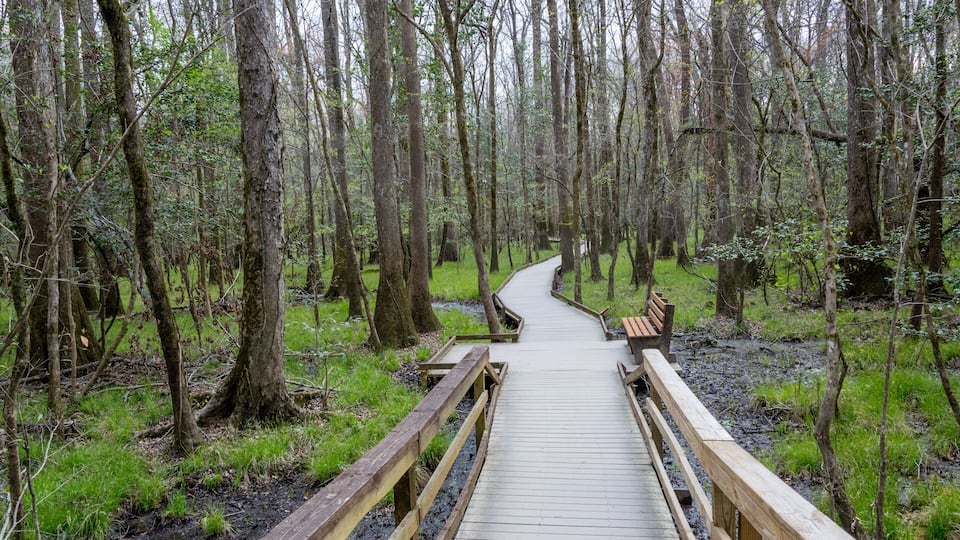 A wooden boardwalk winding through a dense forest with tall trees and green underbrush.