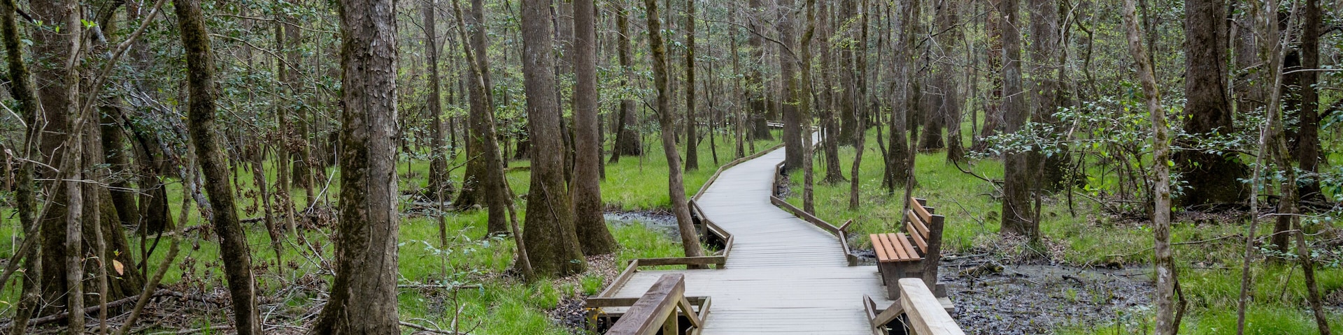 Boardwalk through the Woods