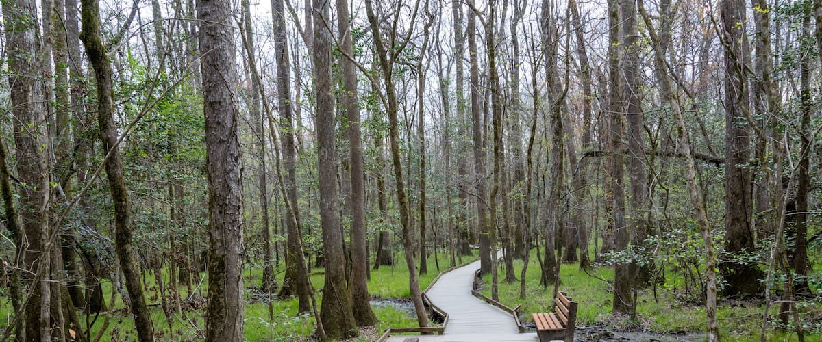A wooden boardwalk winding through a dense forest with tall trees and green underbrush.