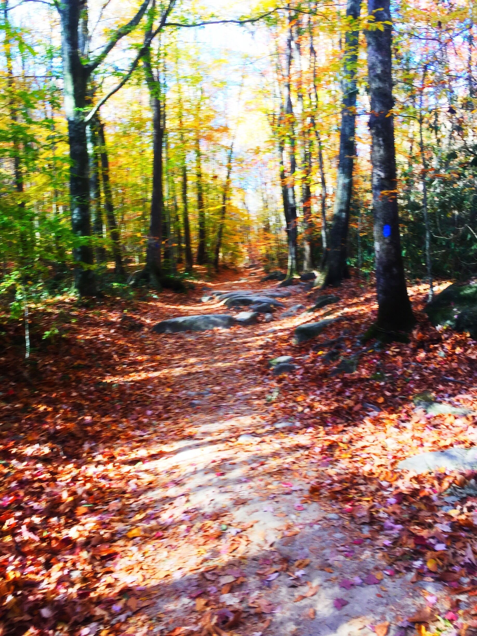 Going during the fall has so much appeal. 