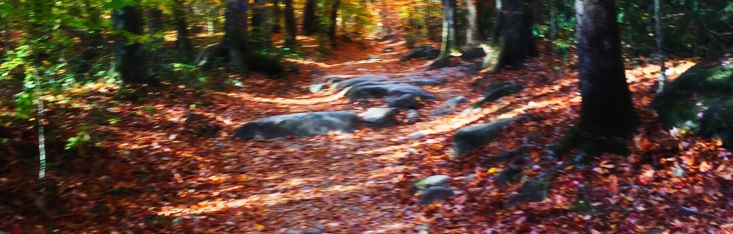 Un sendero en el bosque cubierto de hojas caídas y árboles.
