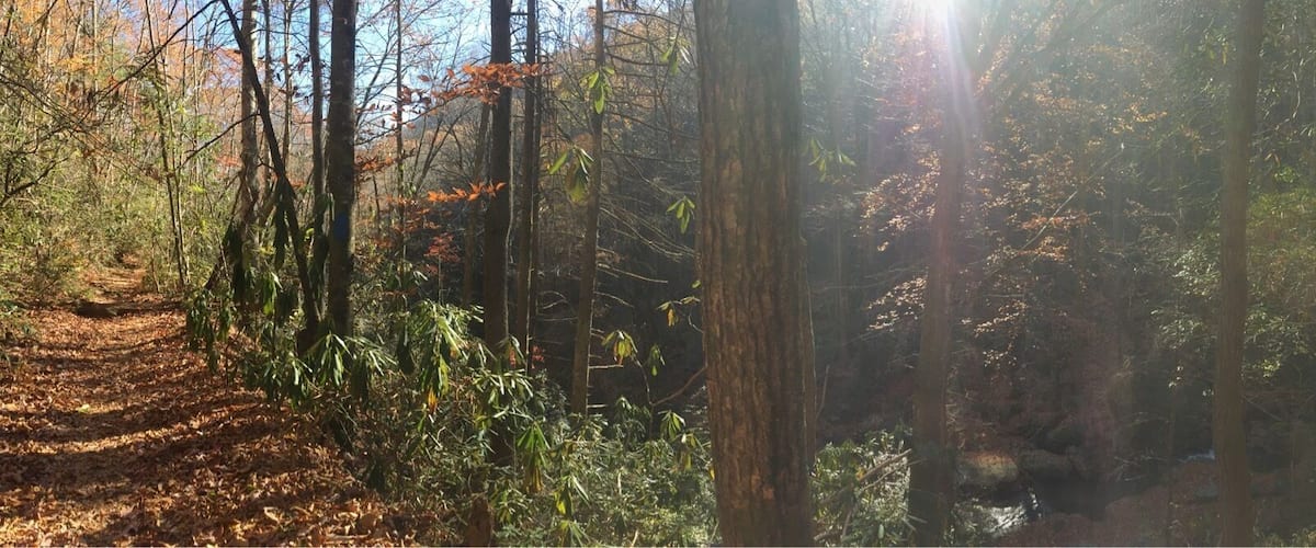 A forested area with a dirt path, sunlight filtering through the trees, and a small stream.