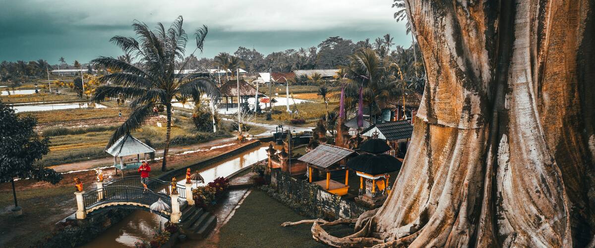 A large tree with extensive roots, a small bridge, and a pond.