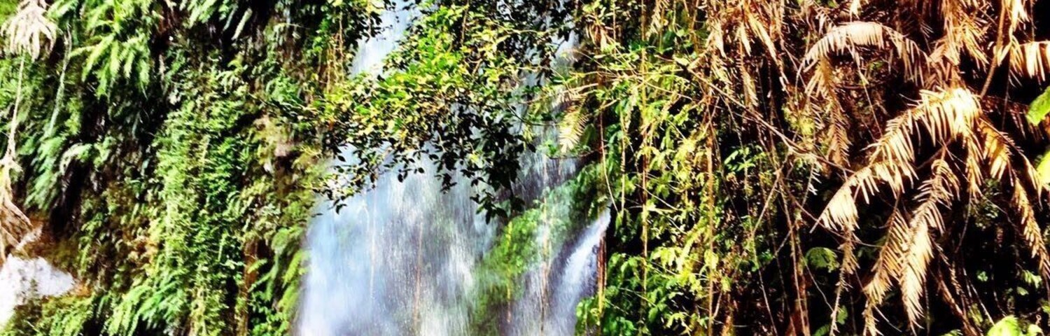 A waterfall in a lush, green forest.