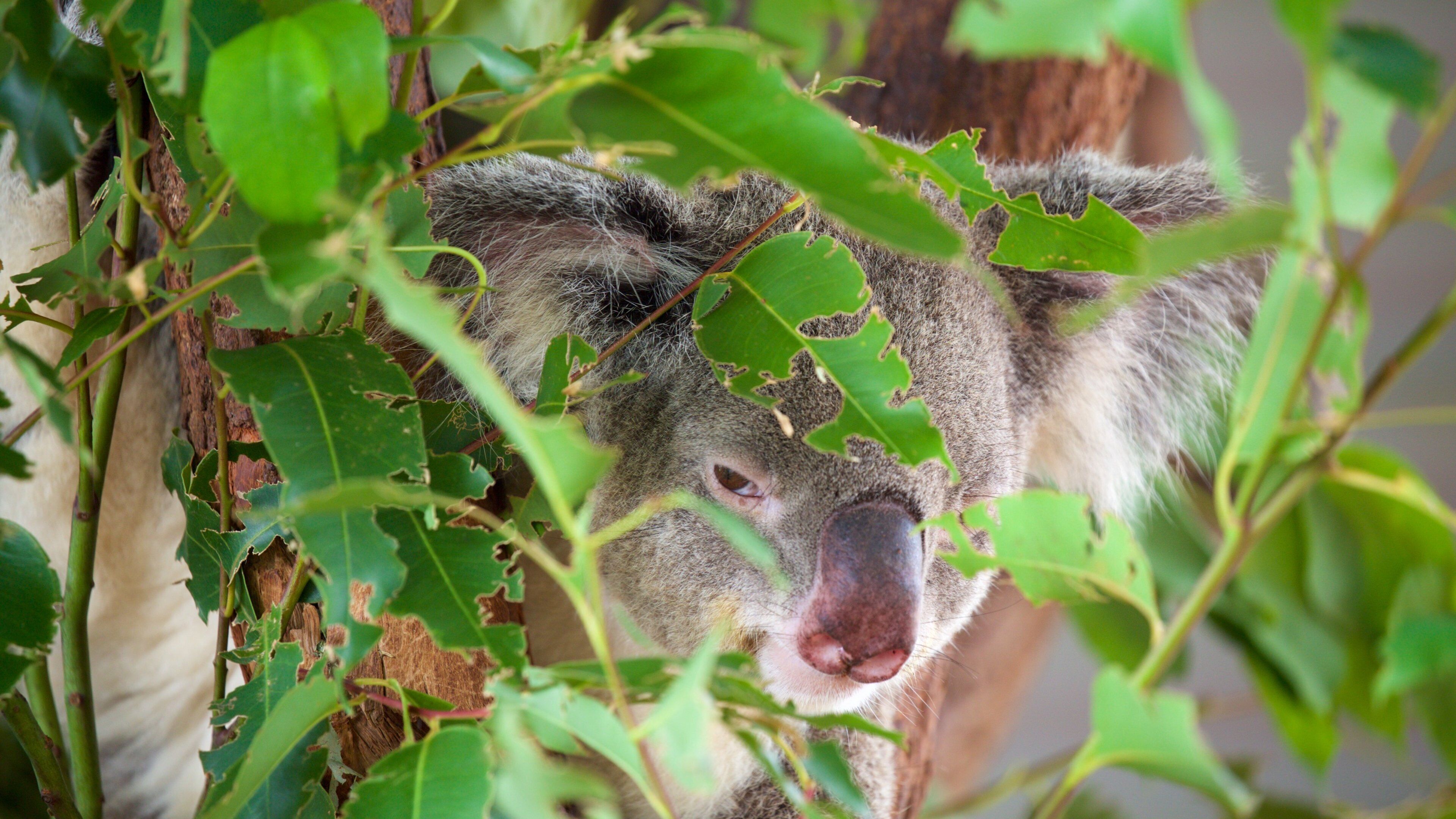 Doolbi showing cuddly or friendly animals and zoo animals