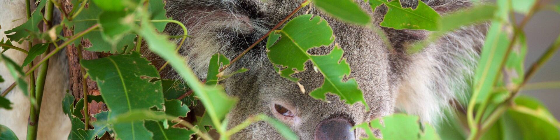 Doolbi showing cuddly or friendly animals and zoo animals