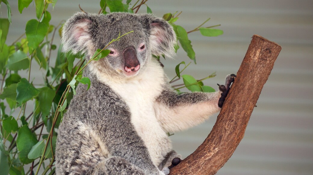 Doolbi featuring zoo animals and cuddly or friendly animals