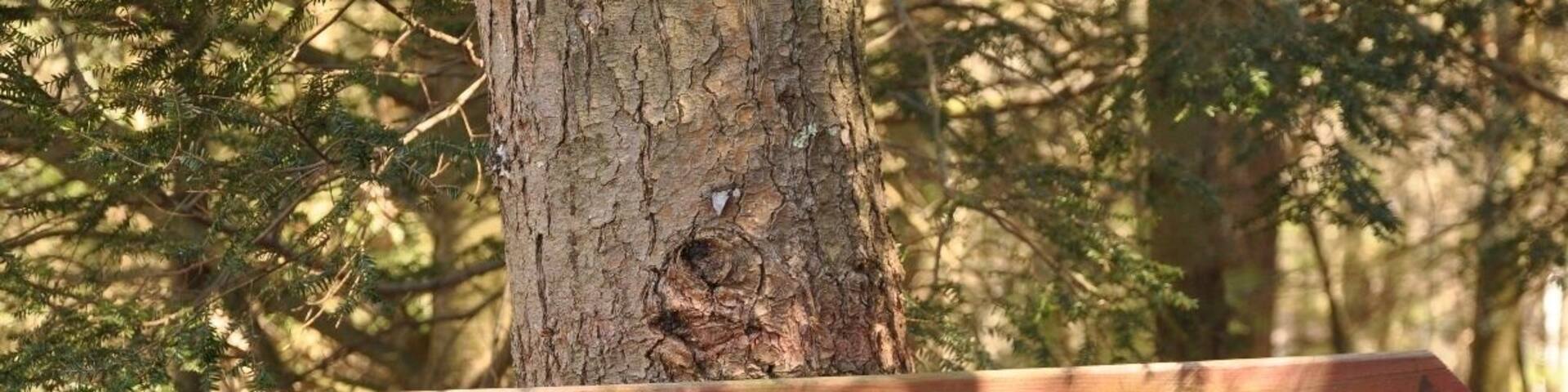 Sign marking the trail through the woods to the actual "summit" of Jerimoth Hill, Rhode Island's high point.