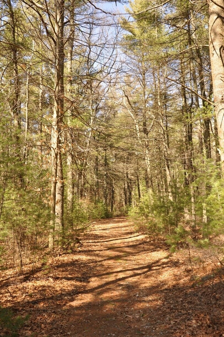 It's a lovely short stroll from the parking area on the side of Route 101 through the woods to the "summit" of Jerimoth Hill.