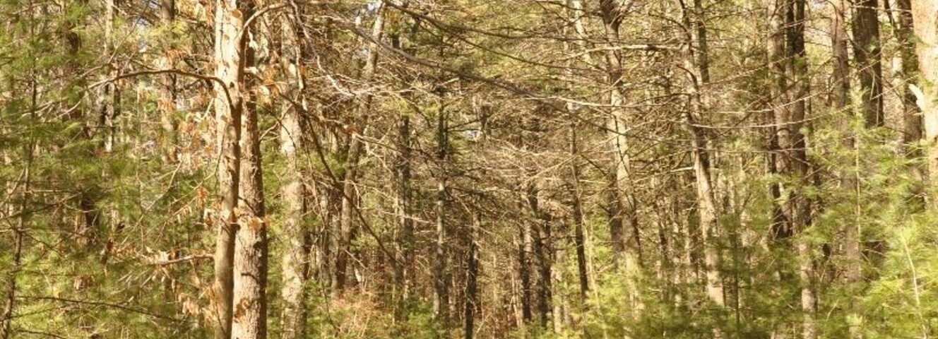 It's a lovely short stroll from the parking area on the side of Route 101 through the woods to the "summit" of Jerimoth Hill.