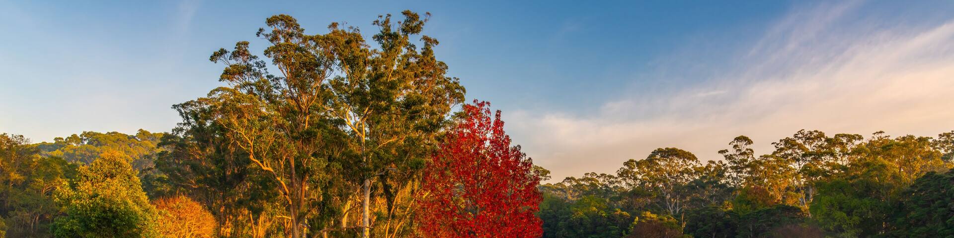 Early Morning Autumn Hues on the Central Coast of NSW, Australia