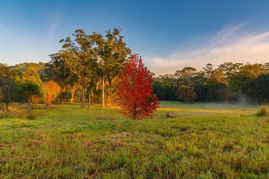 Early Morning Autumn Hues on the Central Coast of NSW, Australia