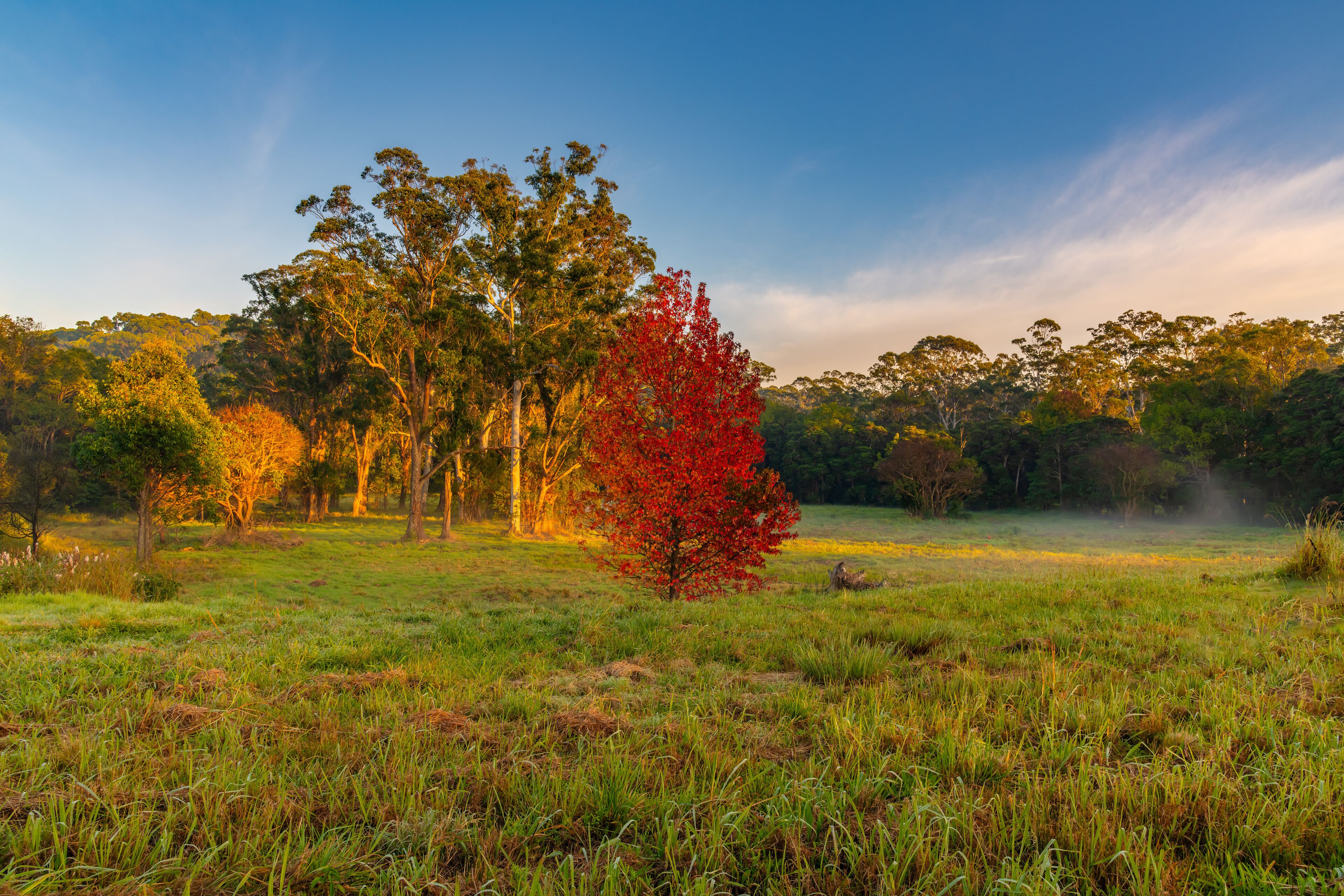 A grassy field with a prominent red tree in the foreground and a dense forest in the background.