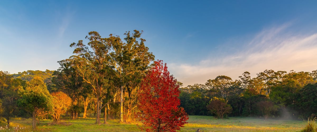 A grassy field with a prominent red tree in the foreground and a dense forest in the background.
