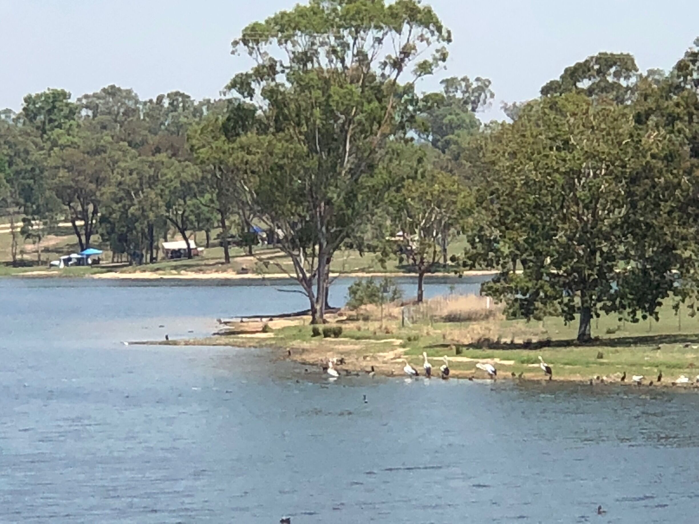 A lake with trees and a grassy area.