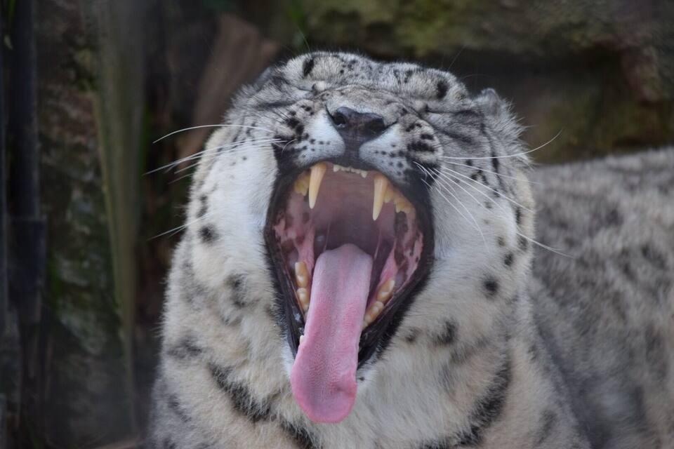 A snow leopard yawning with its mouth wide open, displaying its teeth and tongue.